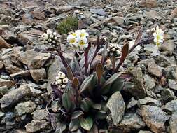 Image of Myosotis monroi Cheeseman