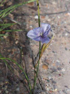 Image of Moraea polyanthos L. fil.