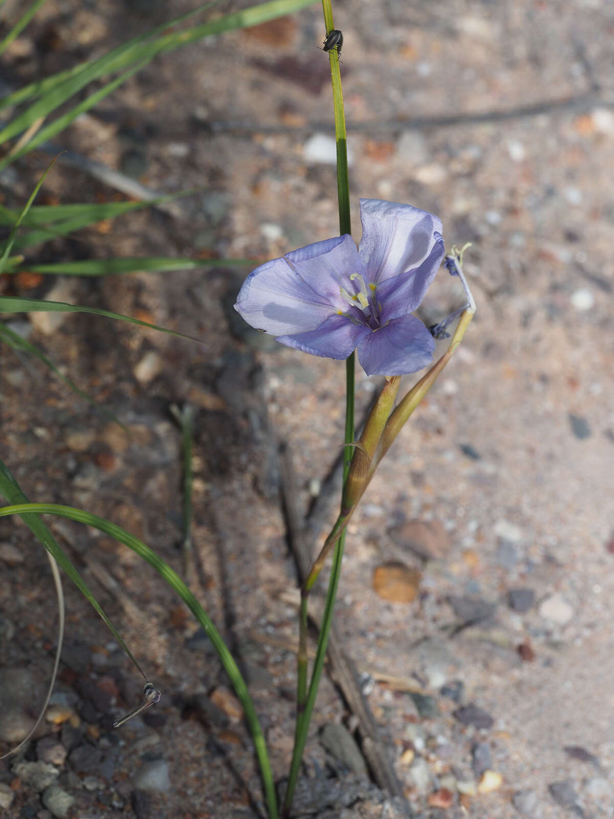 Plancia ëd Moraea polyanthos L. fil.