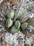 Image of Adromischus cristatus (Haw.) Lem.