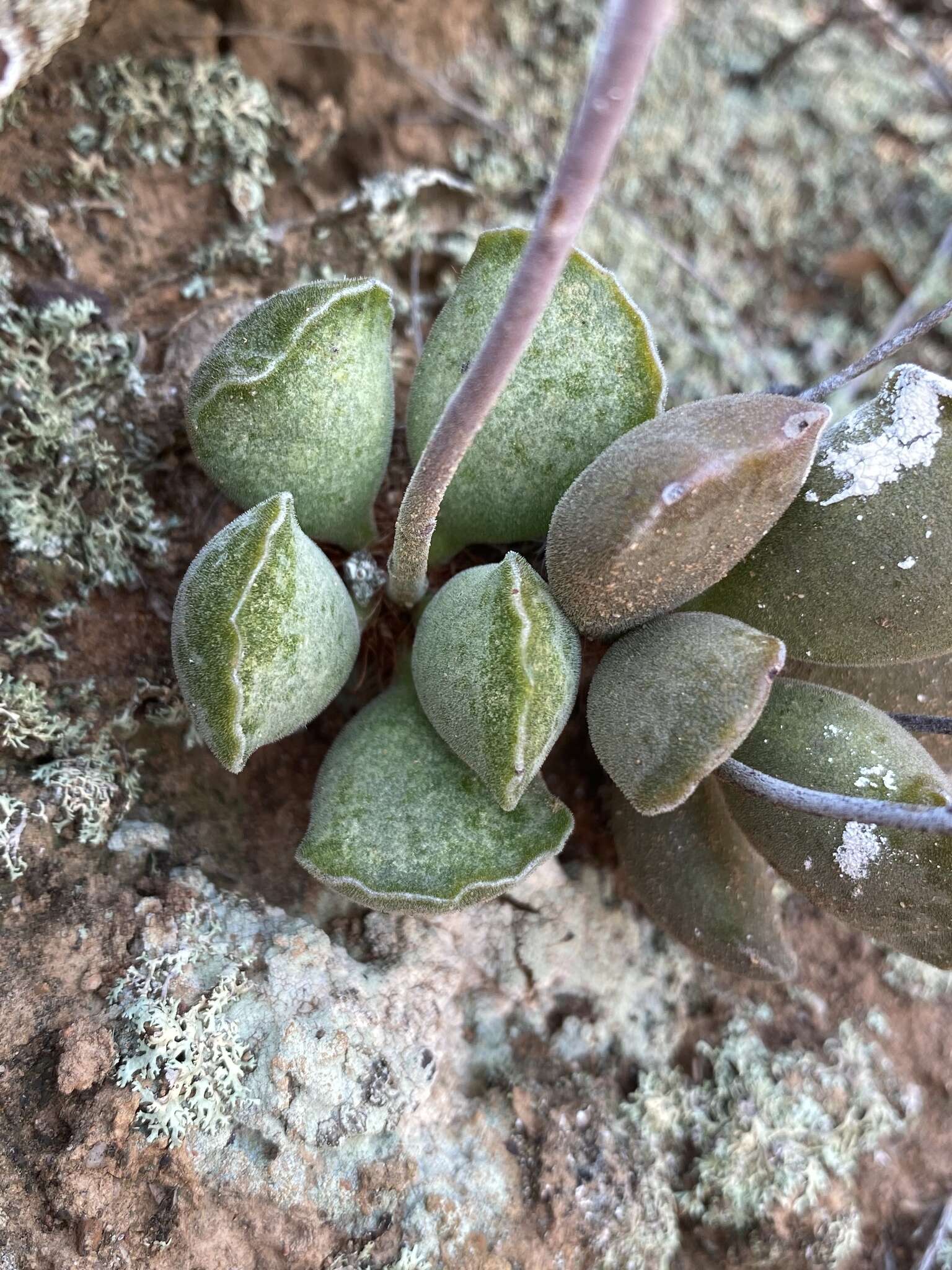 Image of Adromischus cristatus (Haw.) Lem.