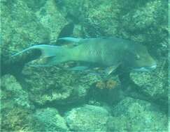 Image of Mexican hogfish