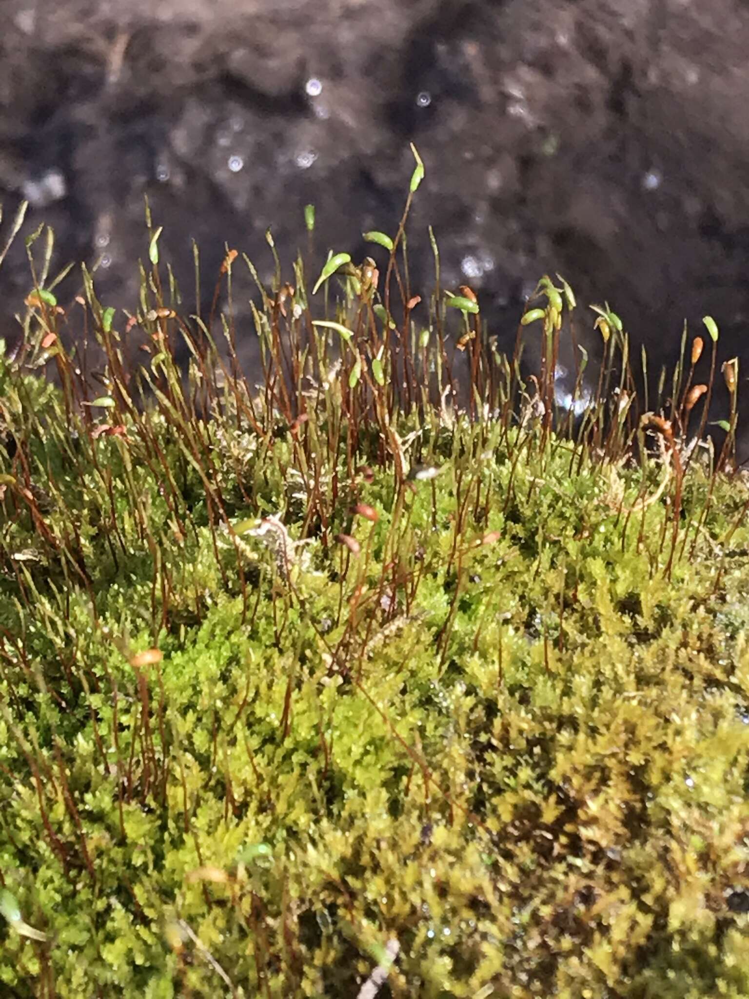 柳葉苔的圖片