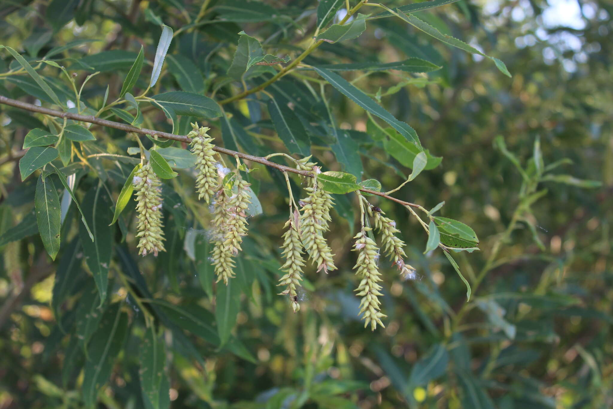 Imagem de Salix triandra L.