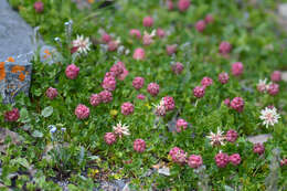 Image of Trifolium raddeanum Trautv.