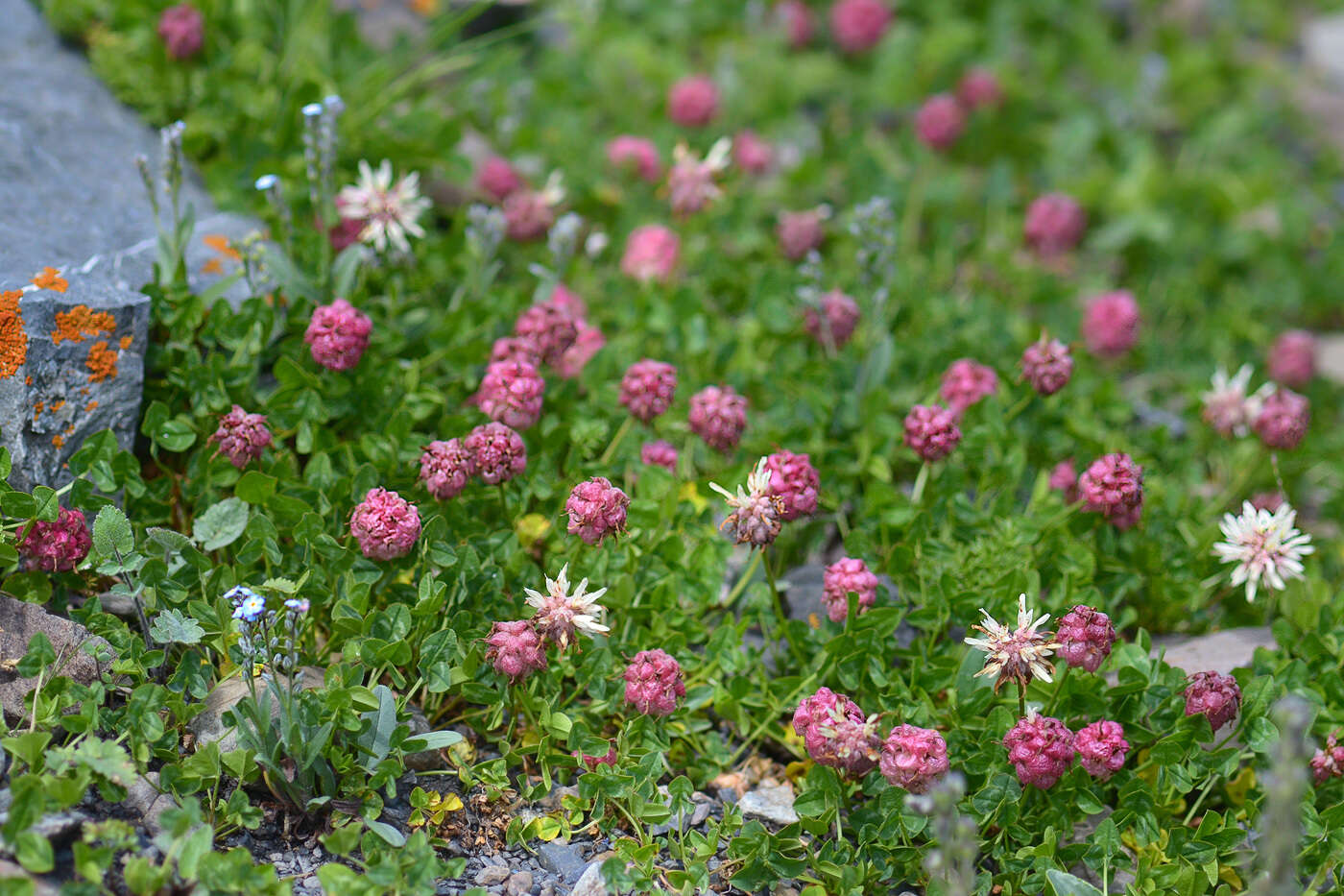 Image of Trifolium raddeanum Trautv.