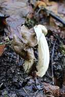 Image of Helvella maculata N. S. Weber 1975