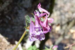 Image of Corydalis solida subsp. solida