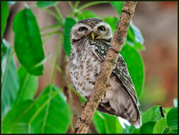 Image of Spotted Owlet