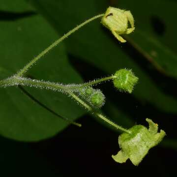 Image of Sechiopsis