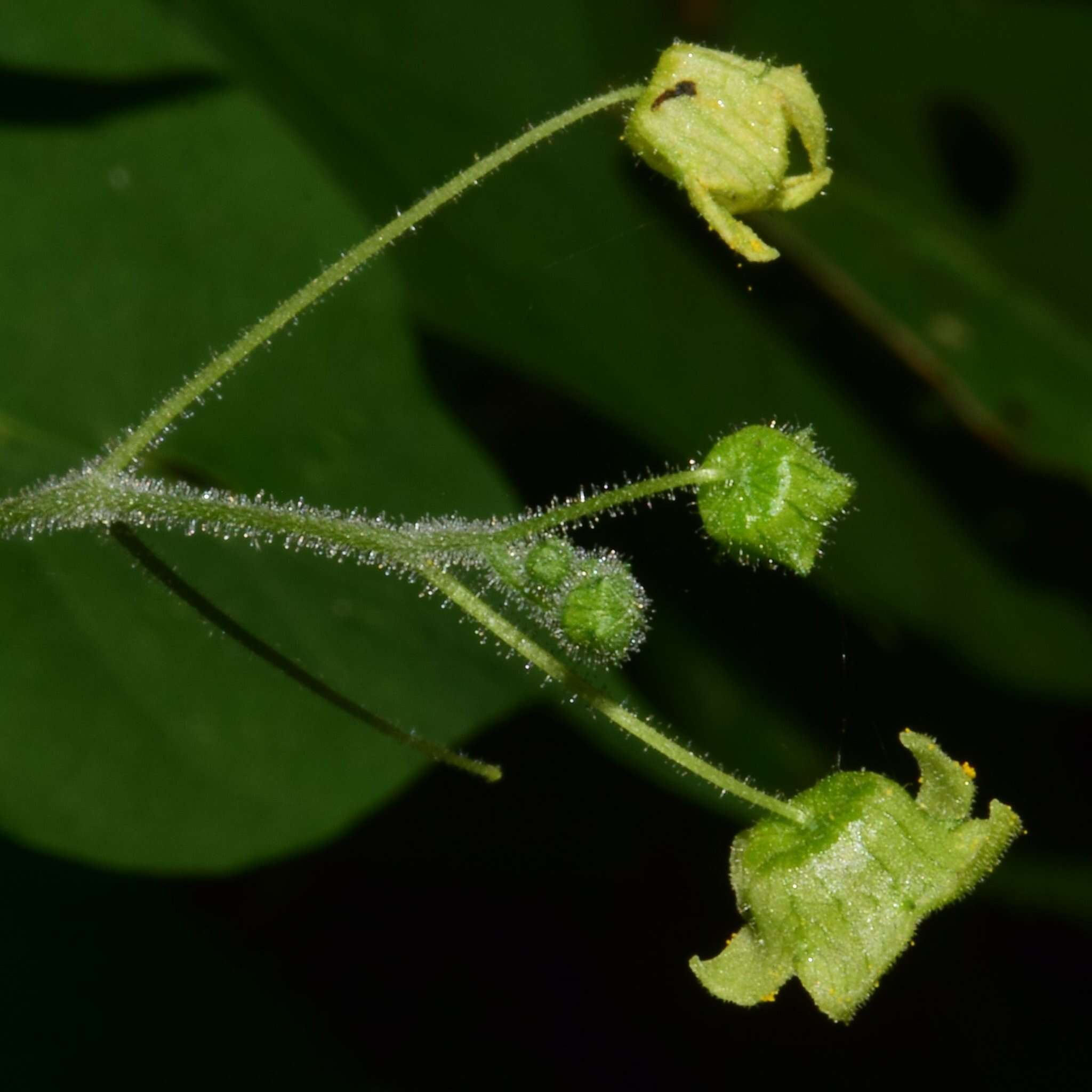 Image of Sechiopsis tetraptera J. V. A. Dieterle