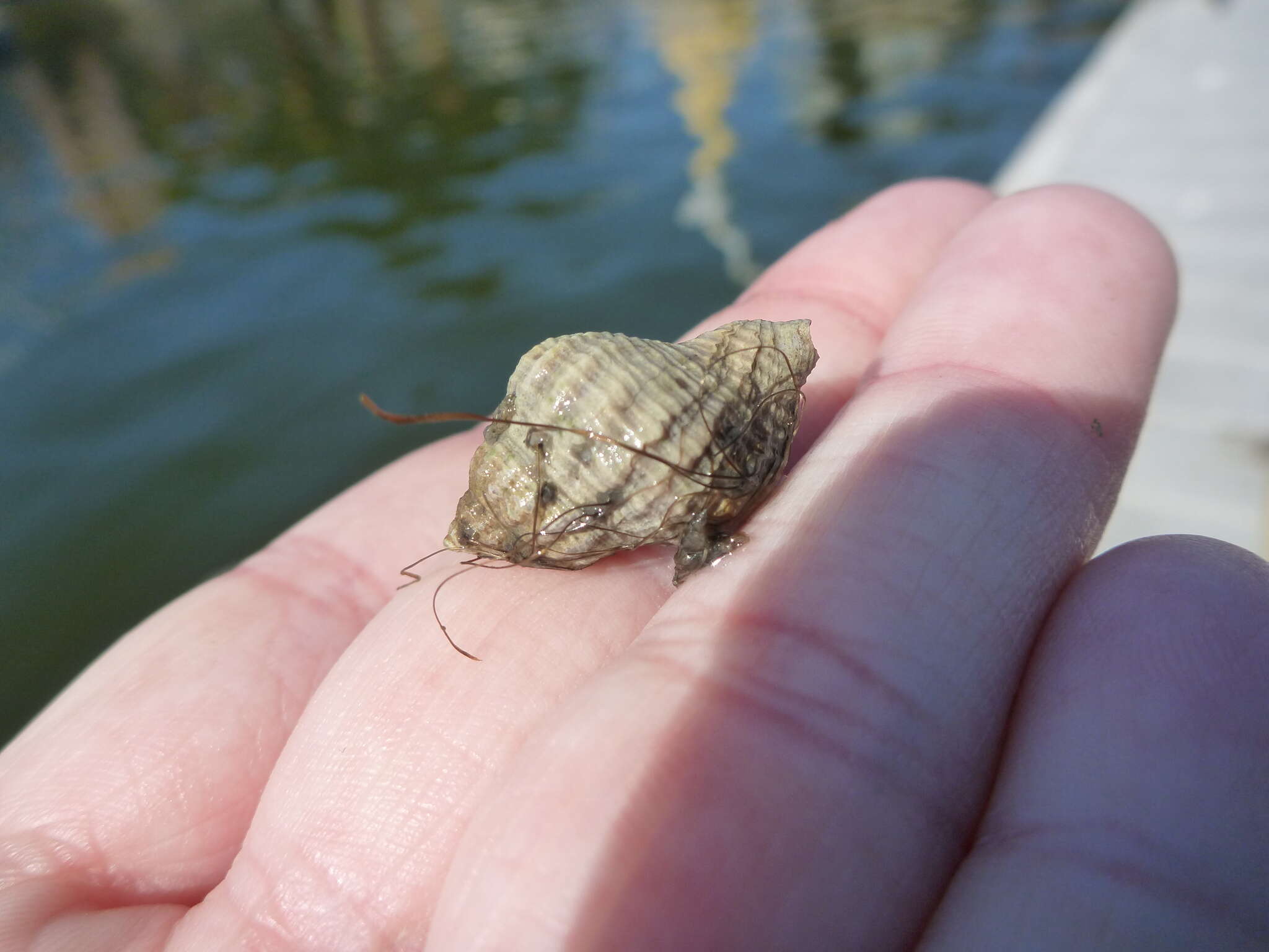 Image of Atlantic oyster drill