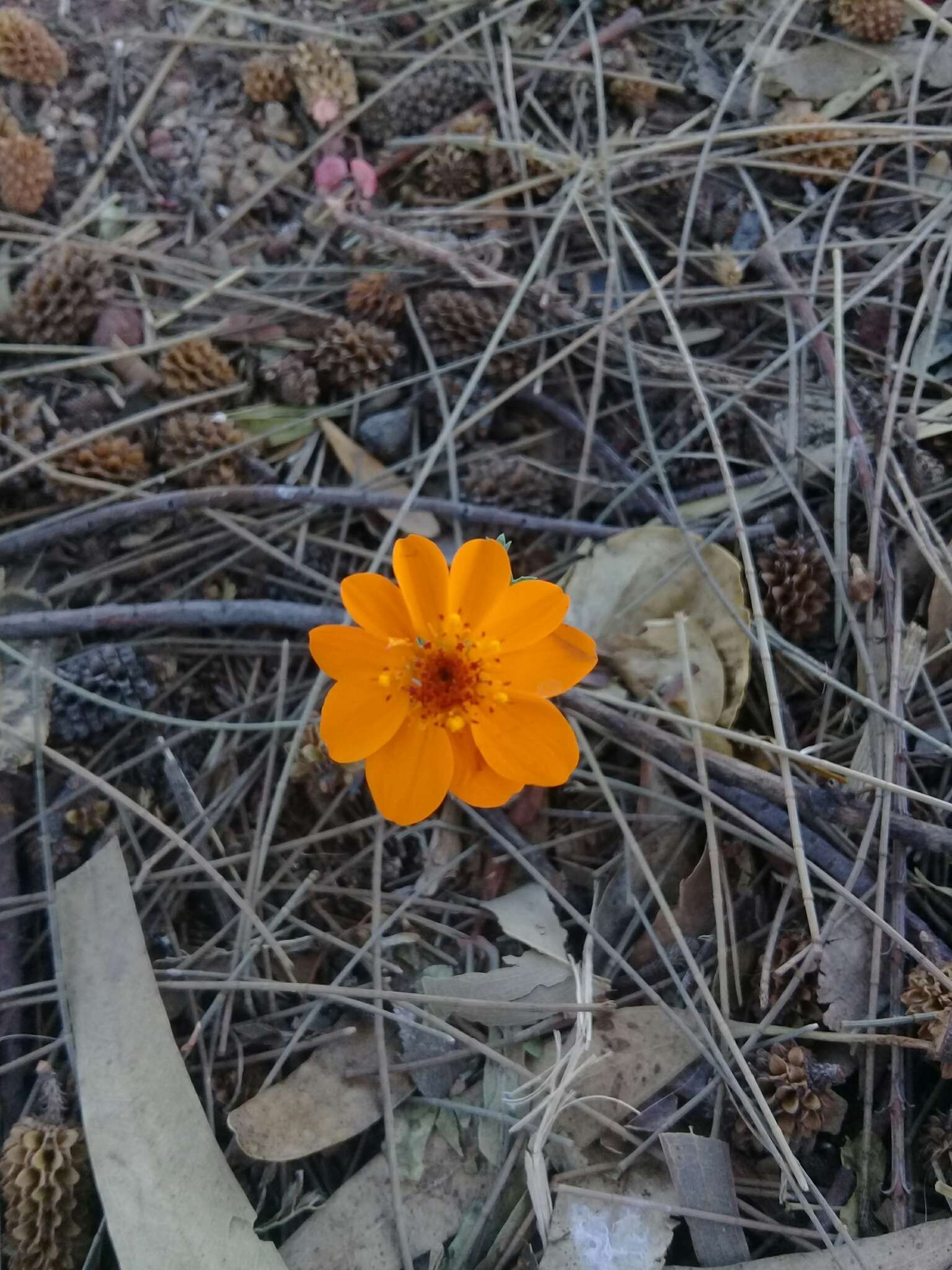 Image of Adenophyllum cancellatum (Cass.) Kuntze