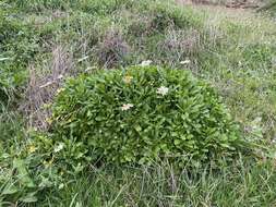 Image of Argyranthemum pinnatifidum subsp. succulentum (Lowe) Humphr.