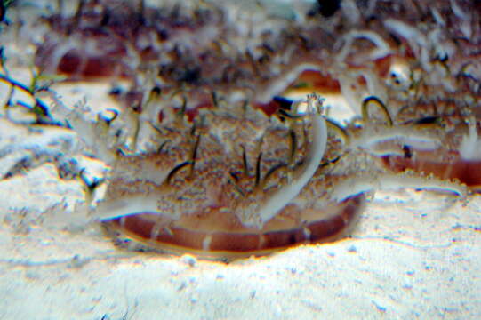 Image of cabbage-head jellyfish