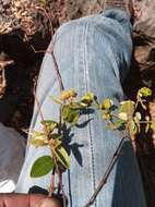 Image of Combretum violaceum (Tul.) C. C. H. Jongkind