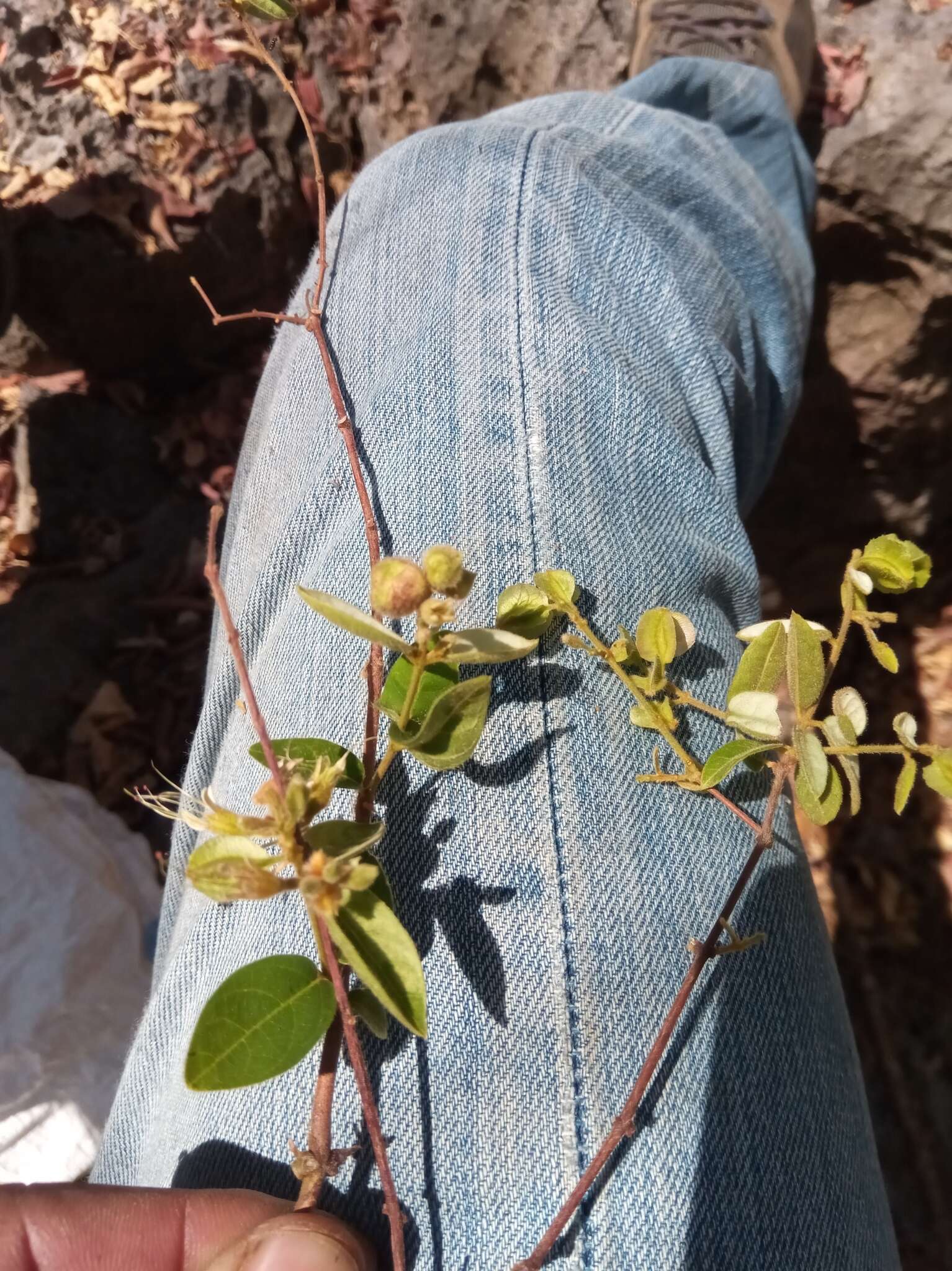 Sivun Combretum violaceum (Tul.) C. C. H. Jongkind kuva