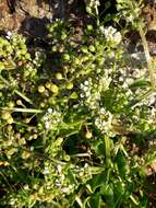 Image of Common Scurvygrass