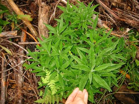 Image of Coastal Burnweed