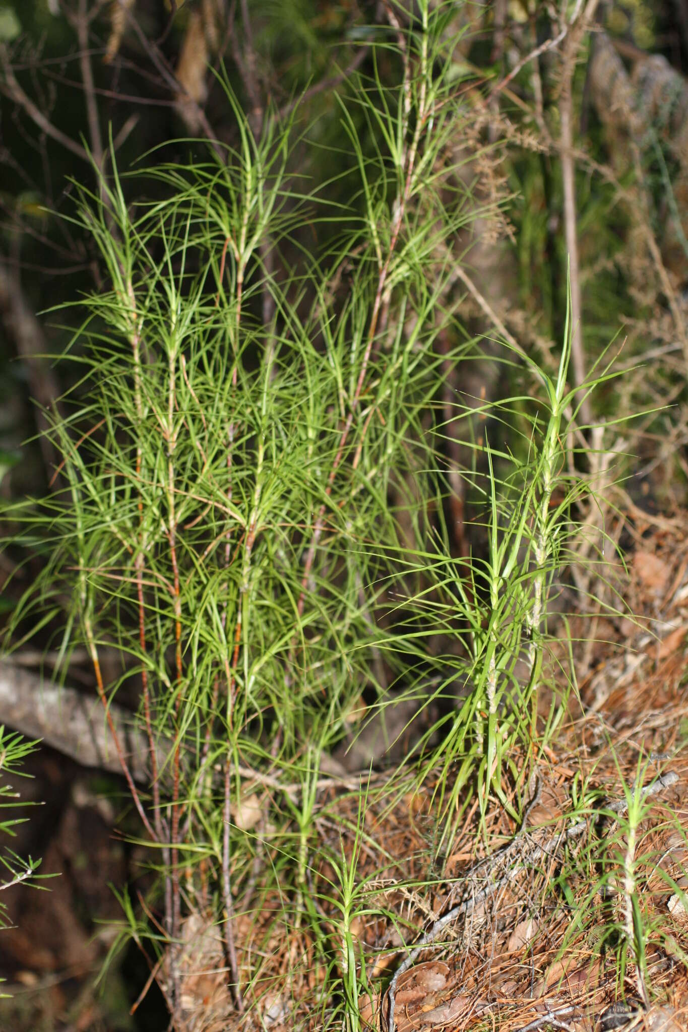 Image of Dracophyllum filifolium Hook. fil.