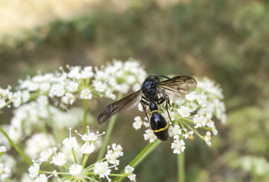 Image de Discoelius zonalis (Panzer 1801)