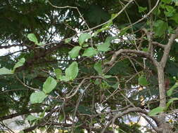 Image of Mitragyna parvifolia (Roxb.) Korth.