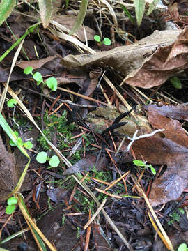 Image of Candle-snuff Fungus