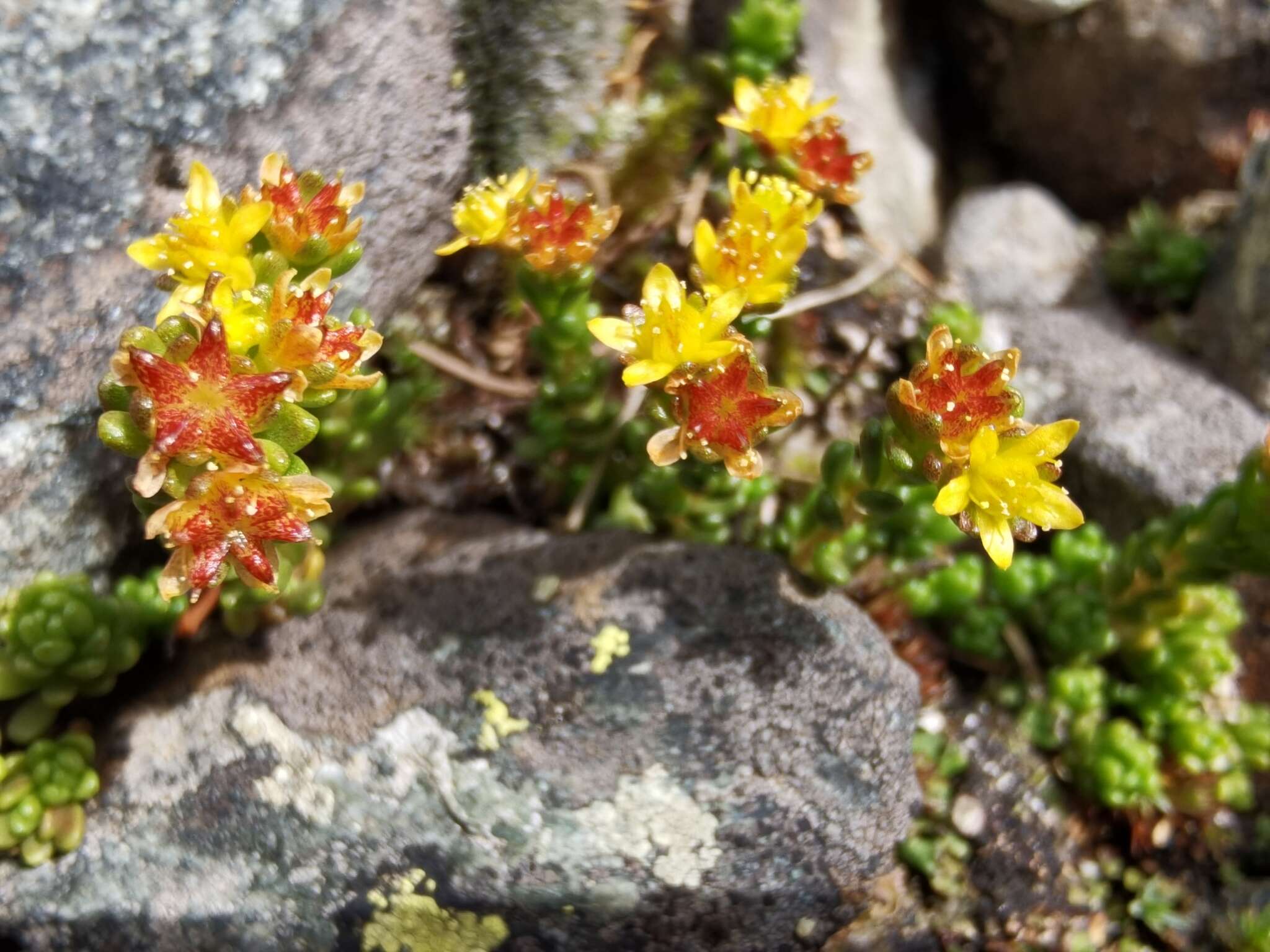 Image of Sedum alpestre Vill.