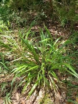 Imagem de Paspalum langei (E. Fourn.) Nash