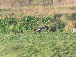 Image of Red-breasted Goose