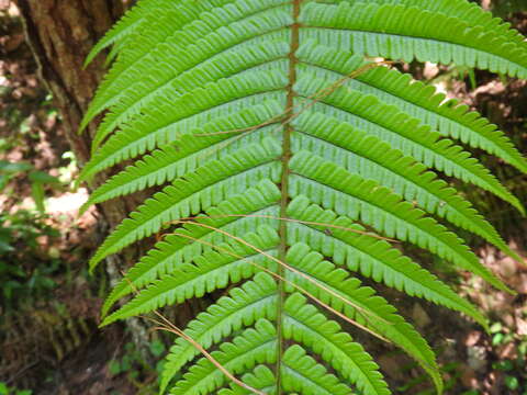 Sivun Dryopteris wallichiana (Spreng.) Hyl. kuva