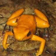 Image of Golden Poison Frog