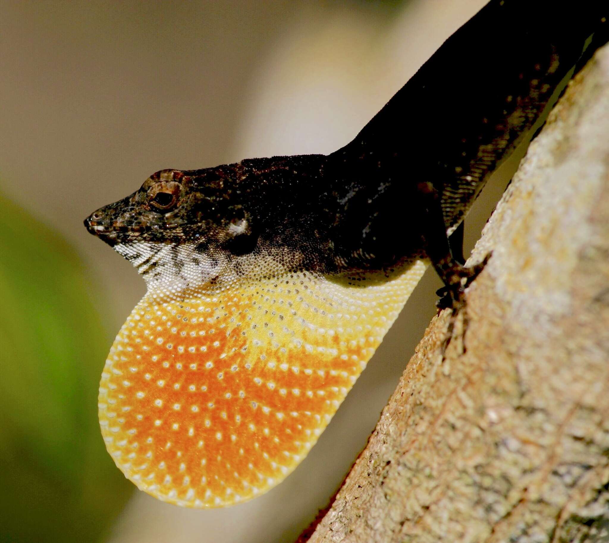 Image of Anolis jubar oriens Schwartz 1968