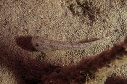 Image of Flat-backed goby