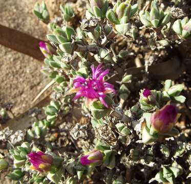 Image of Antimima mutica (L. Bol.) H. E. K. Hartmann