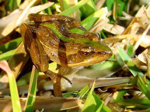 Image of Grassland Frogs