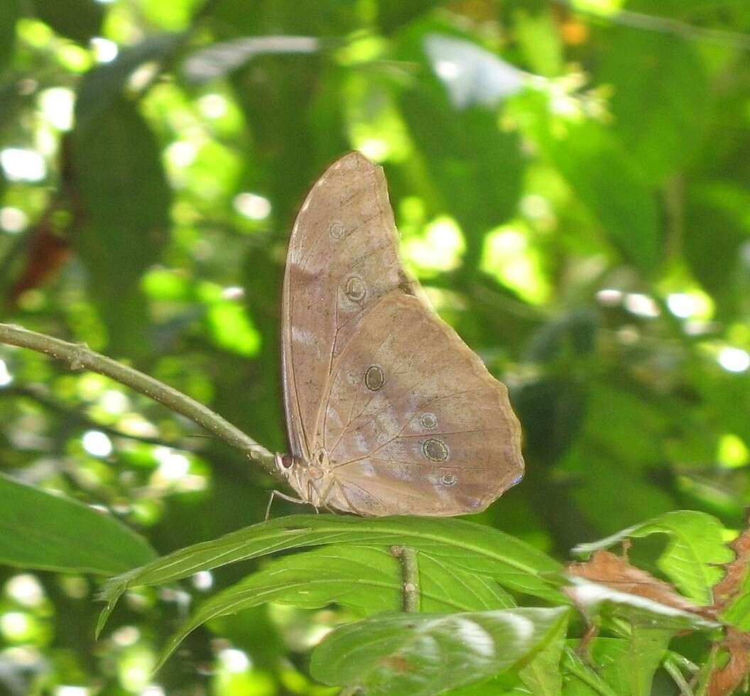 Image of Morpho menelaus amathonte