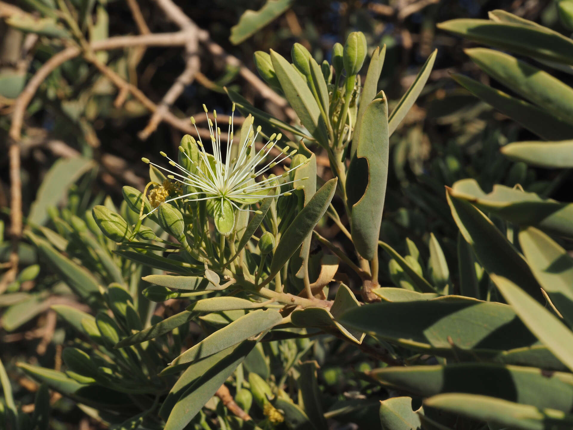 Image of Maerua schinzii Pax