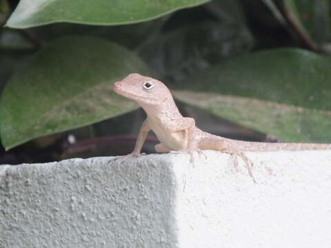 Image of Stripefoot Anole