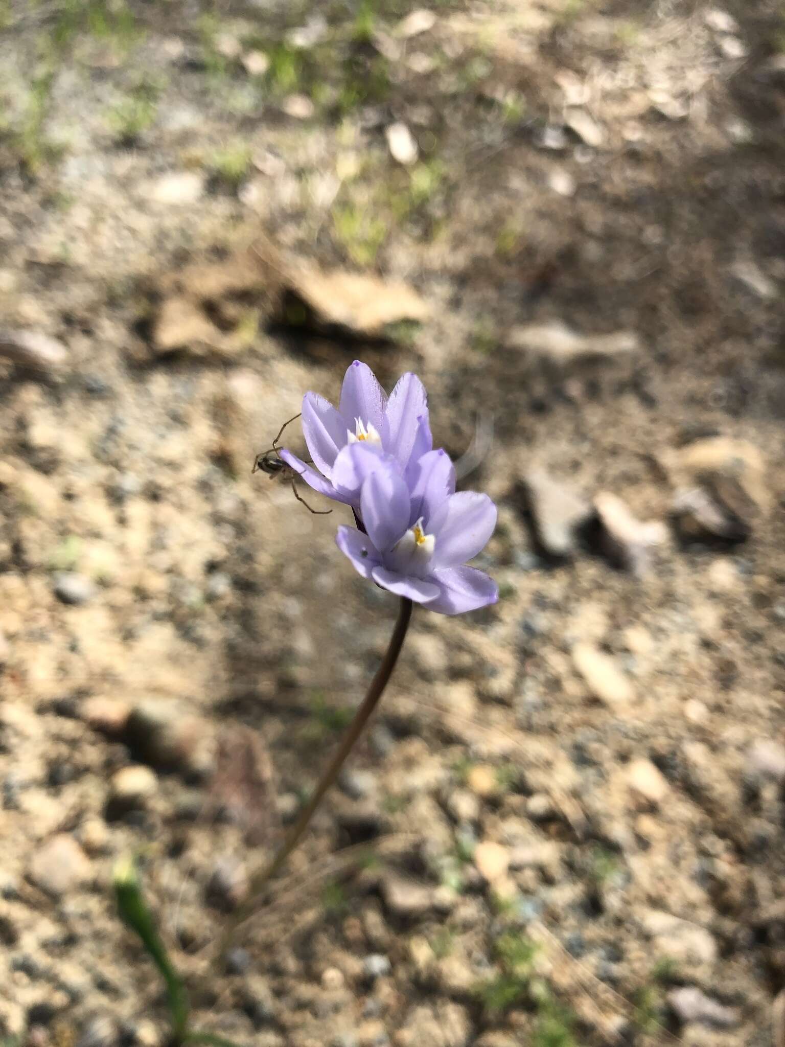 Imagem de Dipterostemon capitatus subsp. lacuna-vernalis