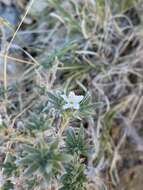 Euploca confertifolia (Torr.) Feuillet & Halse resmi