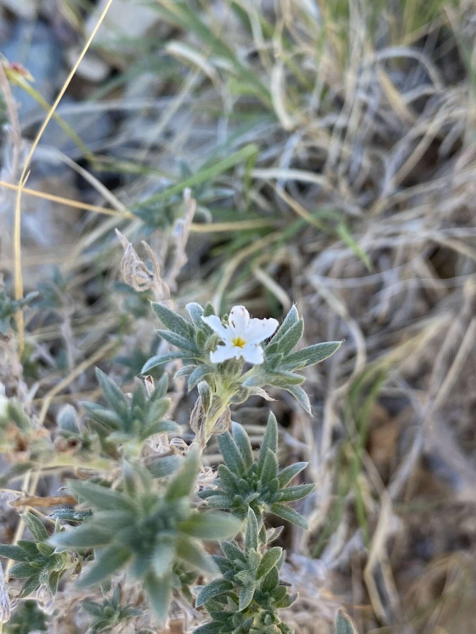 Euploca confertifolia (Torr.) Feuillet & Halse resmi