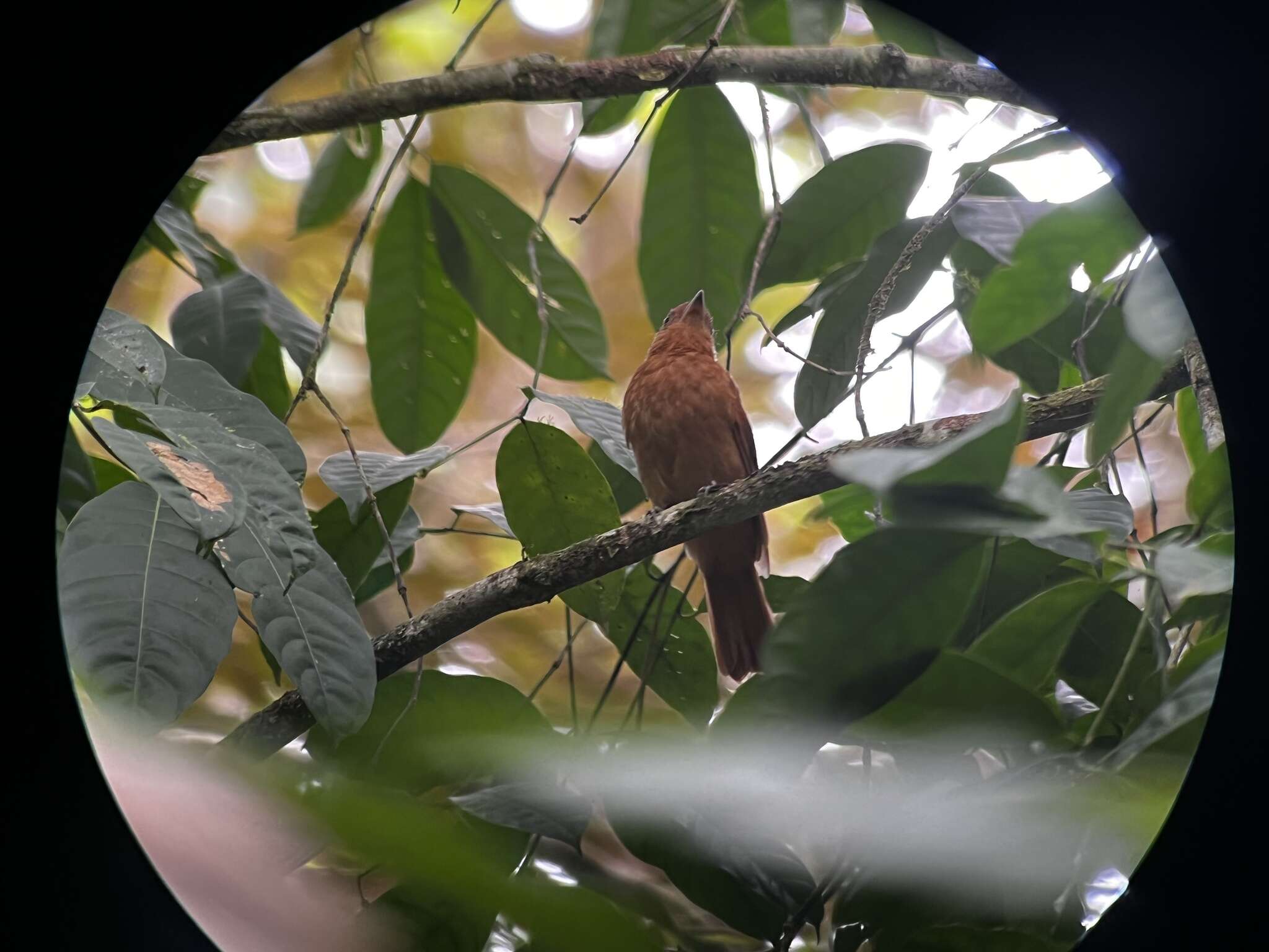 Image of Rufous Piha