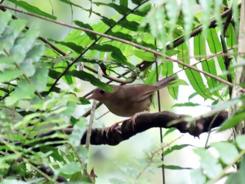 Image of Buff-breasted Babbler