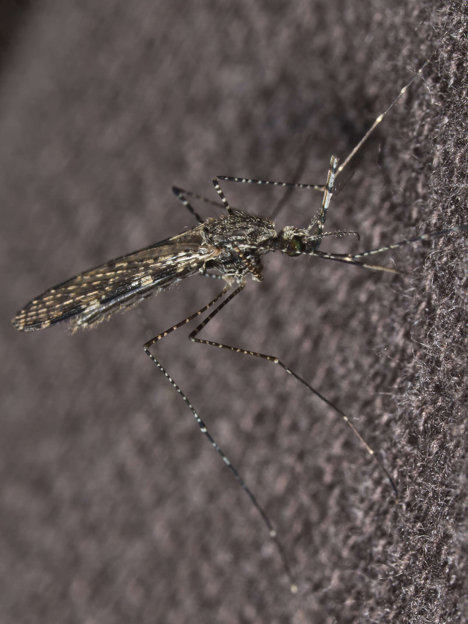 Image de Anopheles annulipes Walker 1856