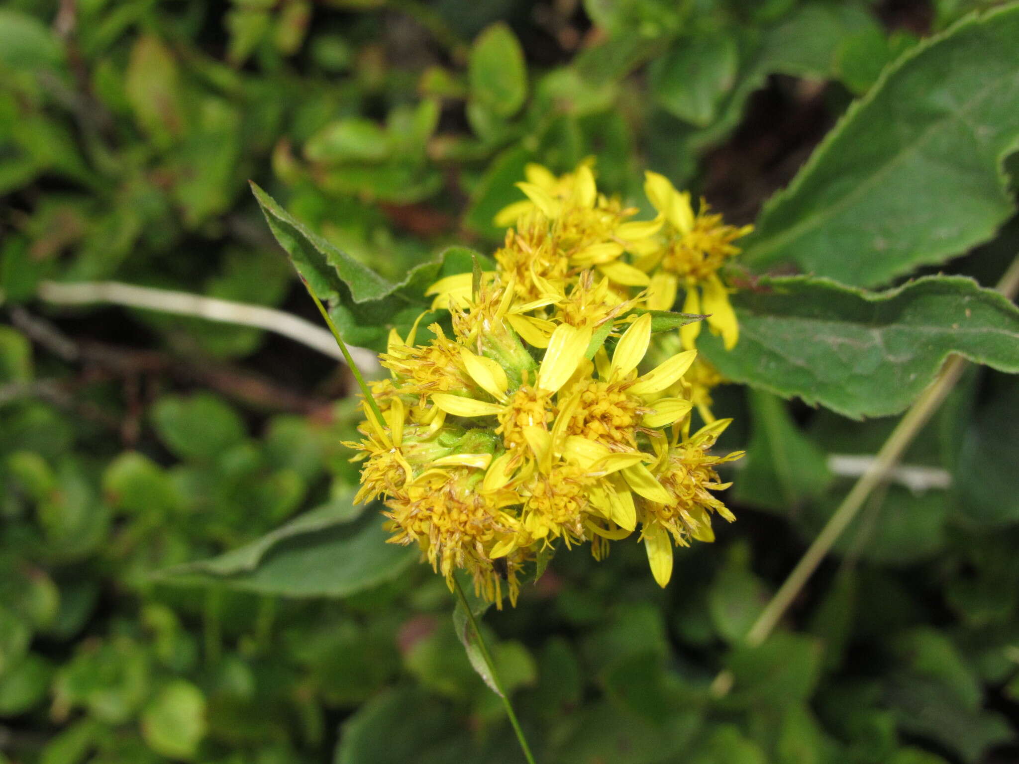 Image de Solidago virgaurea subsp. minuta (L.) Arcangeli