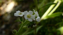 Imagem de Myosotis mooreana Lehnebach