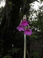 Image of Primula secundiflora Franch.