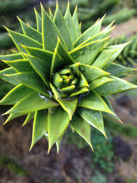 Image of Monkey Puzzle