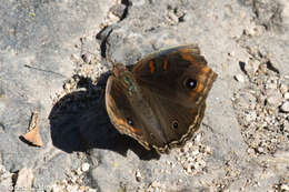 Image of Junonia nigrosuffusa Barnes & McDunnough 1916